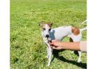 Greyhound Puppies For Sale In Bhopal