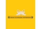 Adopt a Loving Puppy from Dream Schnauzer Puppies Home