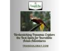 Birdwatching Panama: Explore the Best Spots for Incredible Avian Adventures