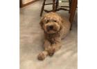 Mini Goldendoodles in Indiana : Loving, Hypoallergenic Puppies