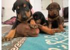 Doberman Puppies For Sale in Bangalore