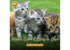Maine Coon Kittens in Ohio – Your Adorable Companion 