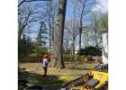 Veteran Tree Services: Large Stump Removal PG County