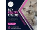 Buy Kittens in Bangalore | Kittens in Bangalore