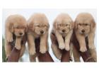 Golden Retriever Puppies for Sale In Delhi