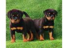 Rottweiler Puppies for Sale in Mumbai
