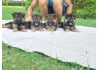 German Shepherd Puppies for Sale in Mumbai