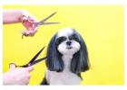 Affordable Pet Haircuts in Oviedo – Gentle & Skilled Grooming