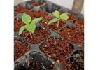 RHP-certified Coir for Cannabis Cultivation  