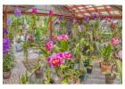 Orchid Supplies For Healthy Flower Growth