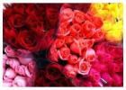 We Deliver Roses