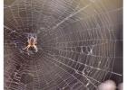 Spider Exterminator Las Vegas