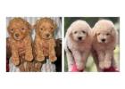 Poodle Puppies for Sale In Noida