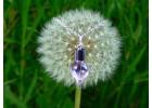  Amber and Silver Perfection – Only at Jurassic Jewellery