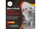 Persian Cats for Sale in Bangalore | Buy Persian Cat in Bangalore