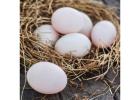 HappyLyfe Free Range Duck Eggs – Pure and Nutritious