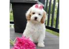 Looking For Reputable Breeders Goldendoodles in Ohio 