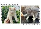 Siberian Husky Puppies for Sale In Pune