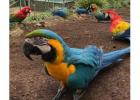 Parrots for Sale