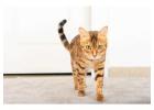 Bengal Kittens for Sale In Pune
