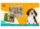 HappyPettings – Premium Home Dog Boarding in Noida
