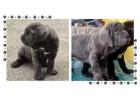 Neapolitan Mastiff Puppies For Sale In Surat
