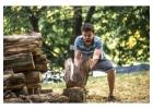 Expert Tree Service Howard County – Licensed & Insured
