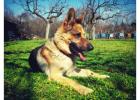 Affordable Dog Poop Removal Pittsburgh – Weekly Service from $17