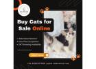 Buy Cats for Sale Online | Cats for Sale in Bangalore