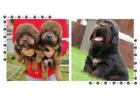 Tibetan Mastiff Puppies For Sale In Surat
