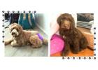 Labradoodle Puppies For Sale In Vadodara