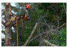Best emergency tree removal maryland
