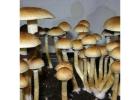 Vault Style Mushroom Grow Tent by Spore Vault CO | Premium Indoor Cultivation Solution