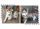 Siberian Husky Puppies For Sale In Vadodara