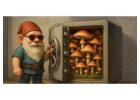 Buy Premium Liquid Culture Mushroom Syringes Online | Spore Vault CO
