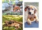 Rhodesian Ridgeback Puppies For Sale In Vadodara