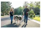 Buy Heavy Duty Dog Harness by HugeHounds