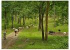 Grassland Conservation in India: Protecting Vital Ecosystems