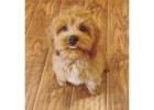 Buy Cockapoo Puppies from Trusted Breeders at Valley Poos