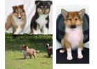 Rough Collie Puppies For Sale In Vadodara