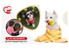 Loving & Safe Pet Crèche in Noida by HappyPettings