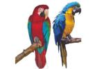  Cheap Parrots for Sale