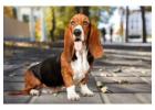 Basset Hound Puppies For Sale In Vadodara