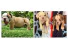 British Bulldog Puppies For Sale In Vadodara