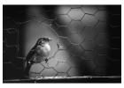 High-Quality Chicken Wire for Sale – Durable & Affordable