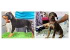 Doberman Pinscher Puppies For Sale In Vadodara
