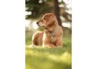 Stainless Steel Pet Tags – Fade-Proof, Rust-Proof & Pet-Safe!