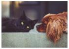 Animalerie, boutique pour chat et chien