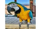  Hand Raised Parrots for Sale
