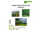 Why Yelagiri Is a Hidden Paradise for Nature Seekers in Tamil Nadu